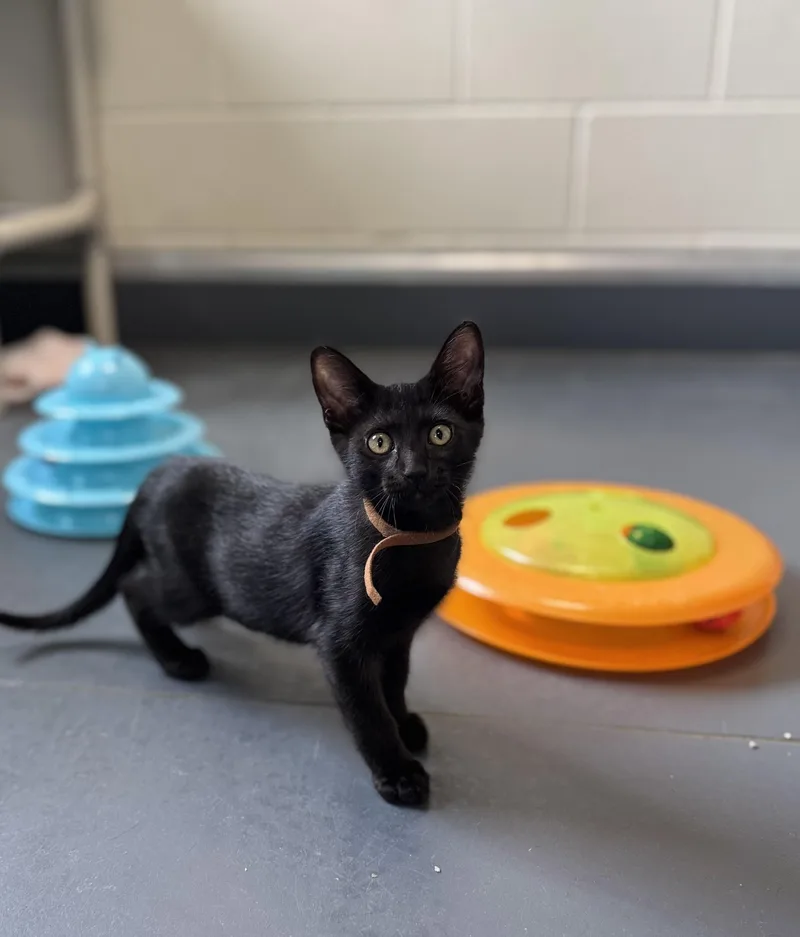 A baby medium-sized male Black Domestic Short Hair cat named Midnight for adoption in Eagle, CO