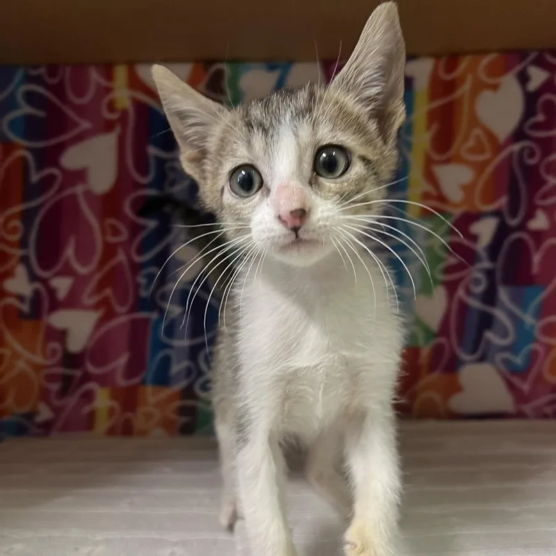 A baby small-sized female Domestic Short Hair cat named Goose for adoption in Naples, FL