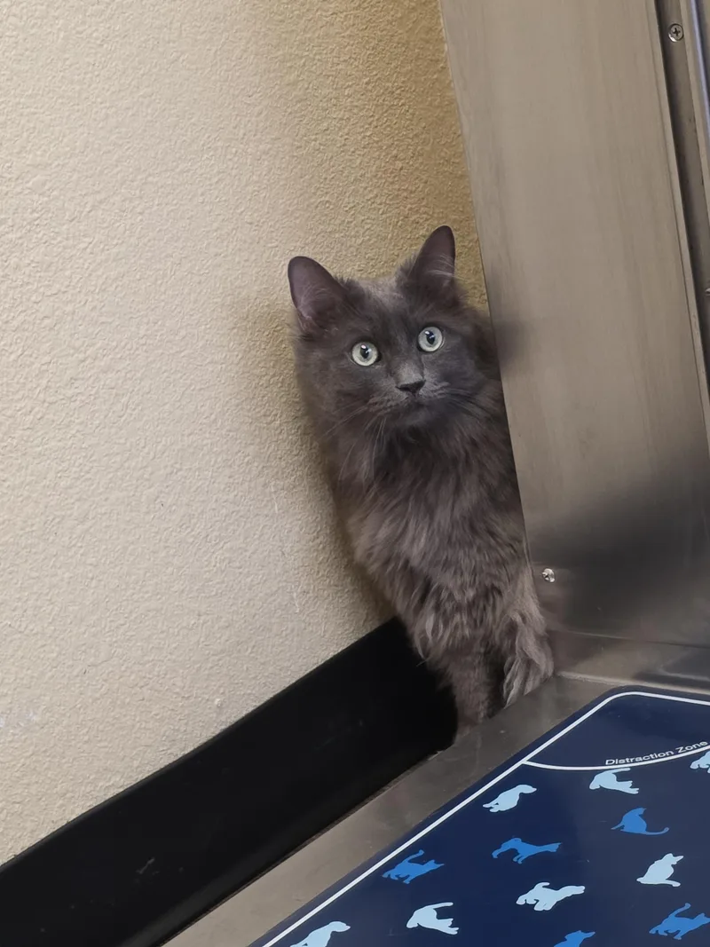 An adult medium-sized female Domestic Long Hair cat named Ashley for adoption in Mission Viejo, CA