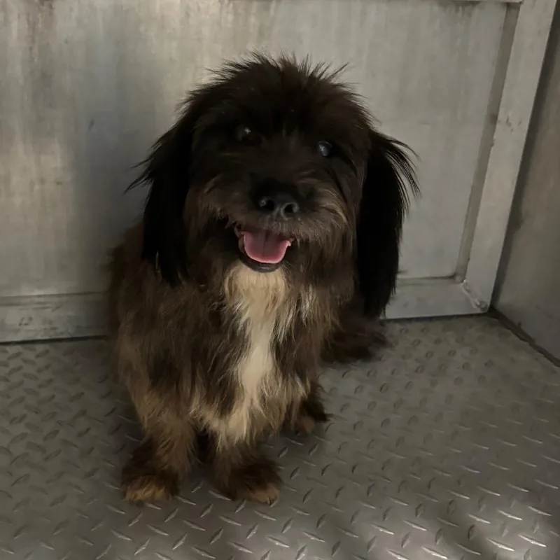 An adult small-sized male Brown / Chocolate Terrier dog named Odin for adoption in Greensboro, NC