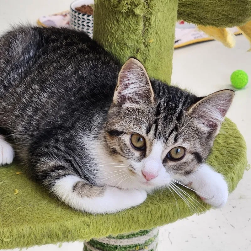 A baby small-sized female White Domestic Medium Hair cat named Clarissa for adoption in Delaware, OH