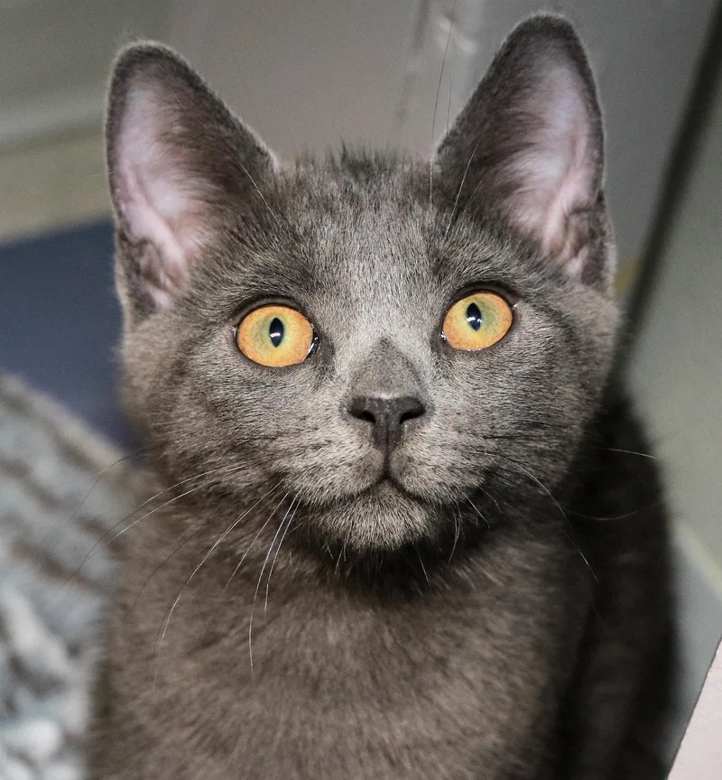 A baby medium-sized male Gray / Blue / Silver Domestic Short Hair cat named Gingham for adoption in Cincinnati, OH