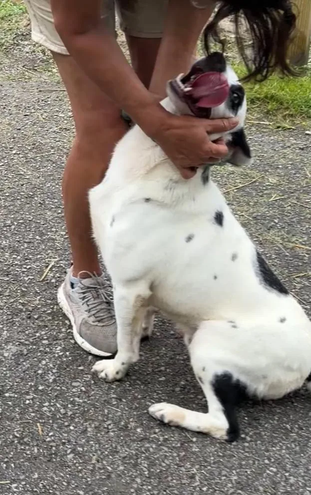 A young medium-sized male White / Cream Mixed Breed dog named Josh for adoption in Hazard, KY