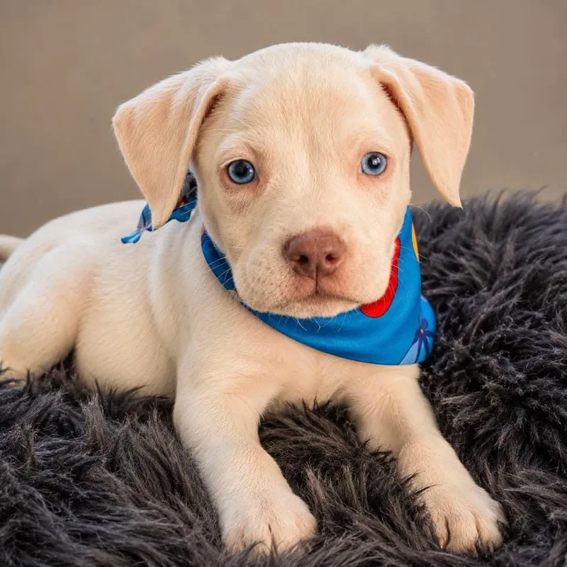 A baby large-sized male Great Pyrenees dog named Tink for adoption in Nahunta, GA