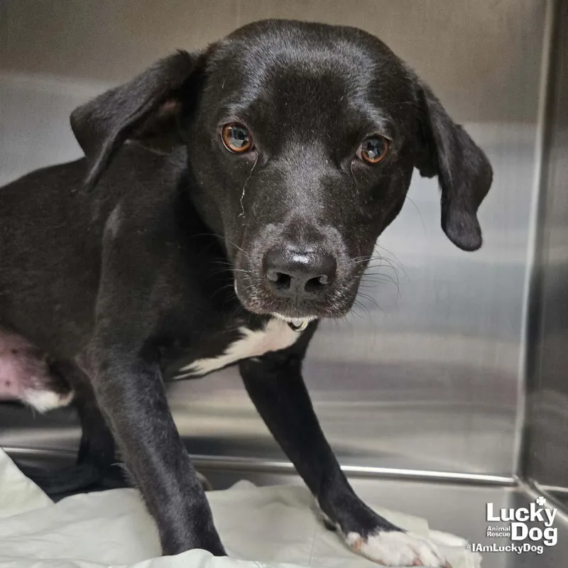 A young small-sized male Beagle dog named Hemlock for adoption in Washington, DC