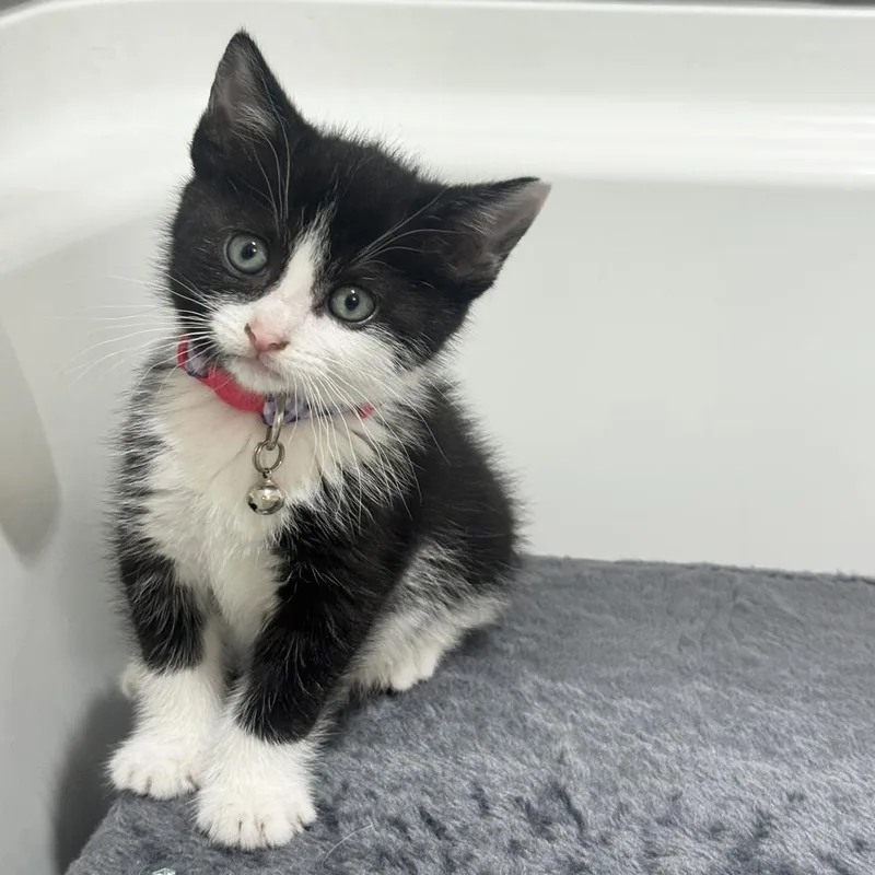 A baby small-sized female Black & White / Tuxedo Domestic Medium Hair cat named Lumi for adoption in Dallas, TX