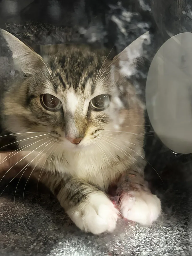 An adult medium-sized male Tabby (Gray / Blue / Silver) Domestic Short Hair cat named Mouse for adoption in Nashville, TN