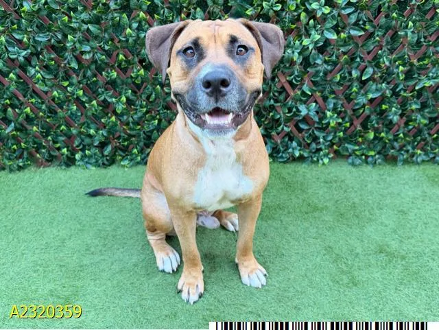 A young large-sized male Mixed Breed dog named Draco for adoption in West Palm Beach, FL
