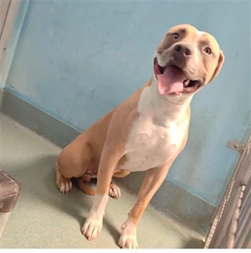 A young medium-sized male Pit Bull Terrier dog named Chico for adoption in Baldwin Park, CA