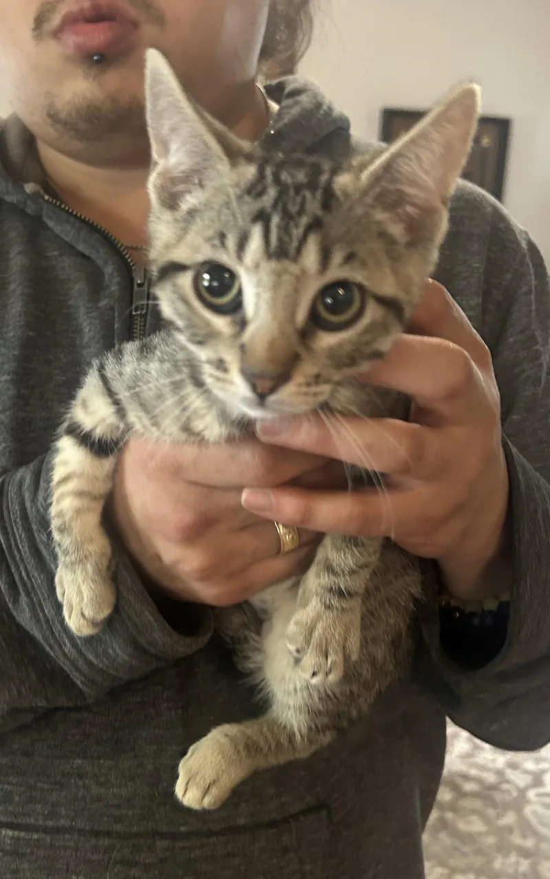 A baby medium-sized female Tabby cat named Tabitha Napa Petco for adoption in Napa, CA