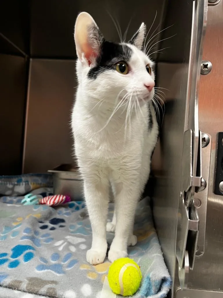 A baby medium-sized female Domestic Short Hair cat named Kiki for adoption in Logan, UT