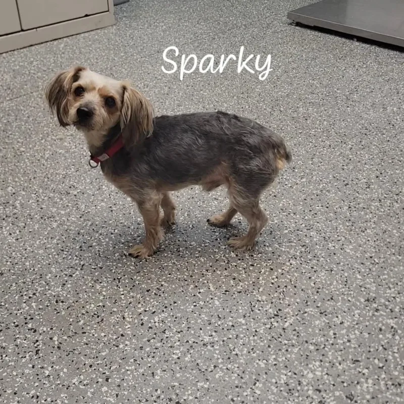 Sparky