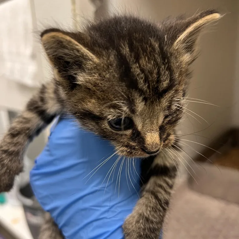 A baby small-sized male Brown / Chocolate Domestic Medium Hair cat named 72821 for adoption in Harrisonburg, VA