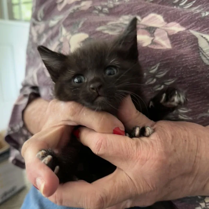 A baby small-sized male Black Domestic Short Hair cat named Maxwell for adoption in Wichita, KS