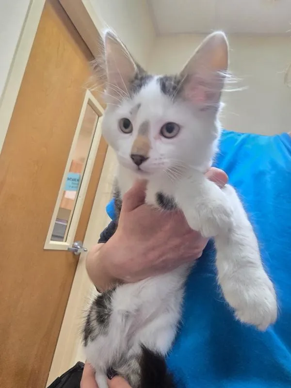 A baby small-sized male Domestic Short Hair cat named Lorax for adoption in Kennewick, WA