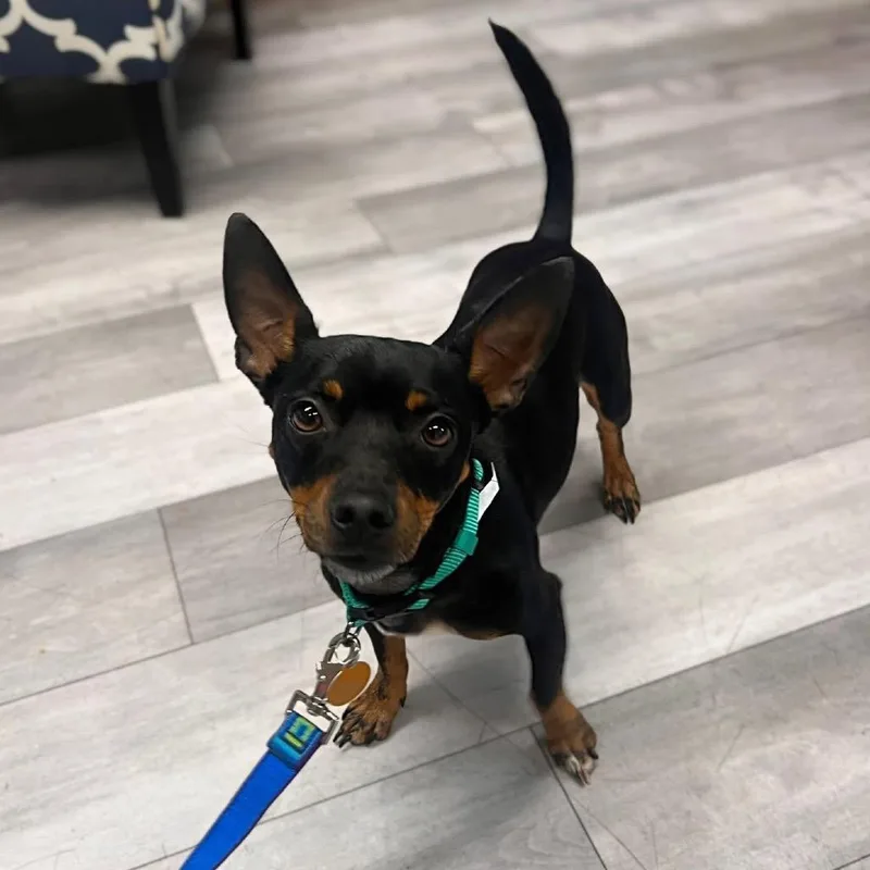 An adult small-sized male Black Miniature Pinscher dog named Steele for adoption in St. Peters, MO