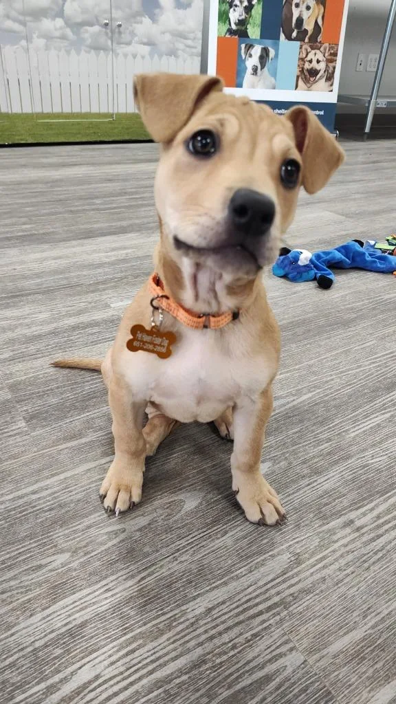 A baby medium-sized female Labrador Retriever dog named Victoria Mae for adoption in Minneapolis, MN
