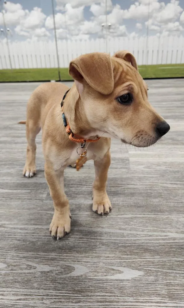 Victoria Mae thumbnail 6