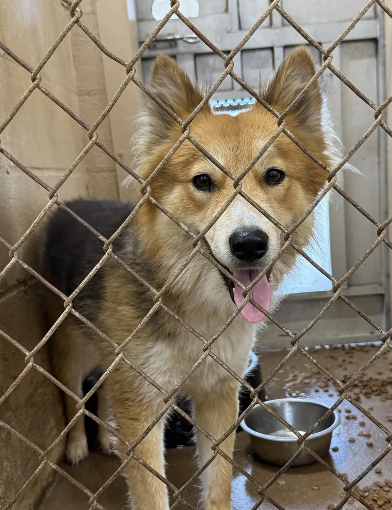 A young medium-sized female Yellow / Tan / Blond / Fawn Collie dog named Nora for adoption in Blue Springs, MO