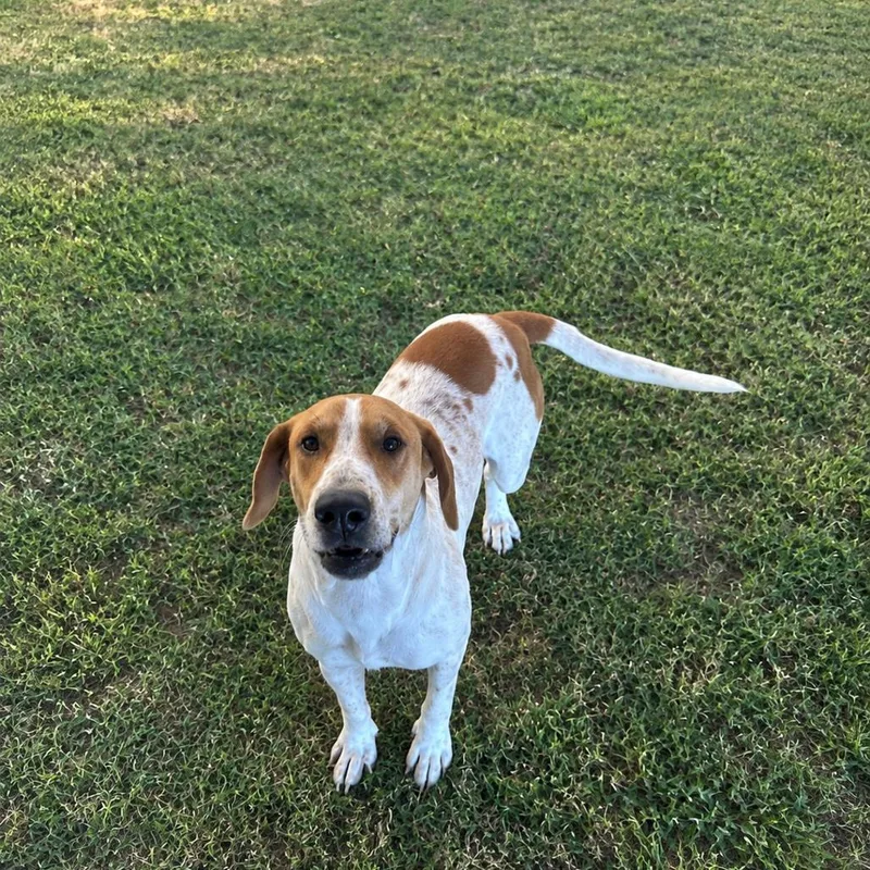A young medium-sized male Hound dog named Bently for adoption in Guntersville, AL