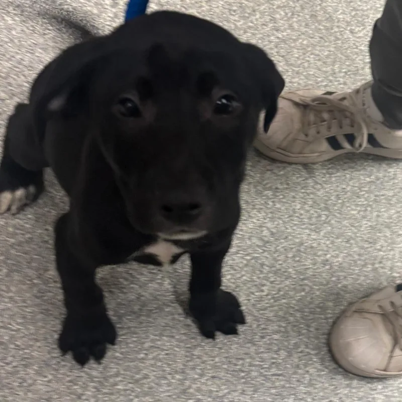 A baby medium-sized male Black Mixed Breed dog named Barkvador for adoption in Hinsdale, IL