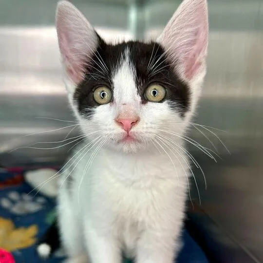 A baby small-sized female White Domestic Short Hair cat named Dora The Explorer for adoption in Matteson, IL
