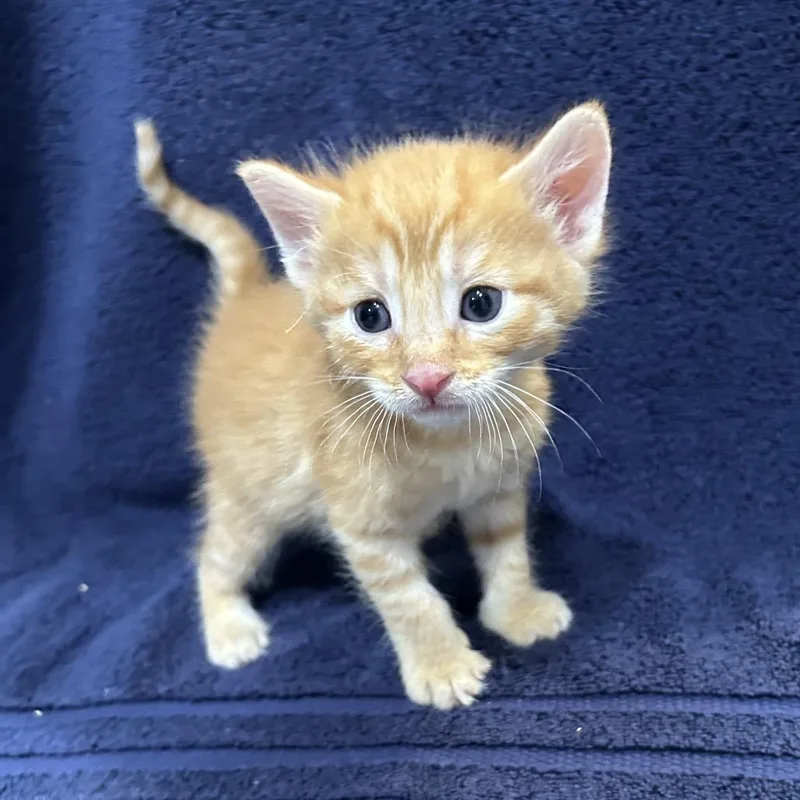 A baby small-sized male Orange / Red Domestic Short Hair cat named Apricot for adoption in Oyster Bay, NY