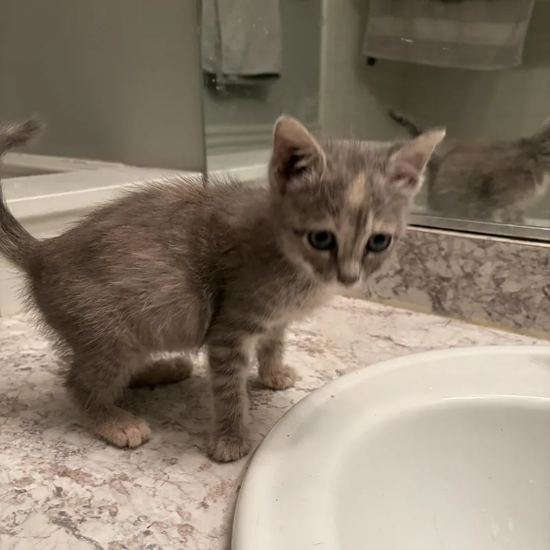 A baby small-sized female Gray / Blue / Silver Domestic Short Hair cat named Taco Salad for adoption in Greensboro, NC