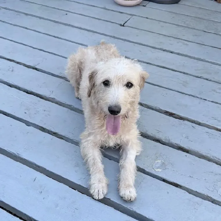 An adult small-sized male Yellow / Tan / Blond / Fawn Miniature Poodle dog named Donald for adoption in Verona, NJ