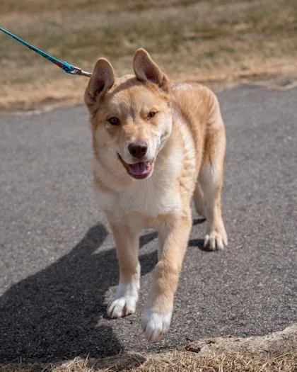 A baby medium-sized male Mixed Breed dog named Kermit for adoption in Pequot Lakes, MN
