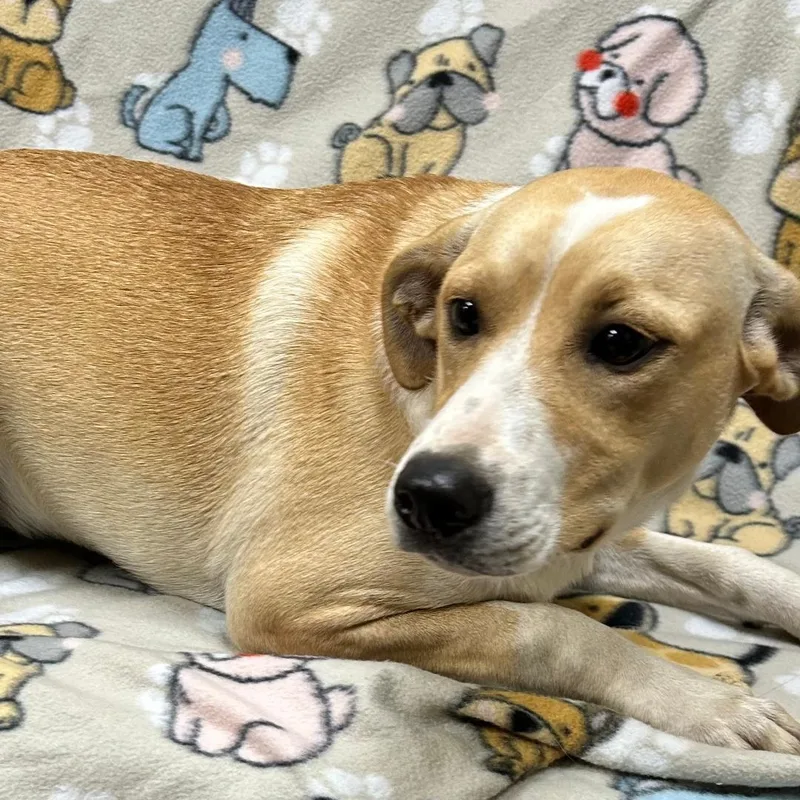 A baby medium-sized female Labrador Retriever dog named Abby for adoption in Bartonsville, PA