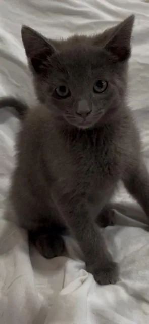 A baby small-sized male Domestic Short Hair cat named Smokey for adoption in San Jose, CA