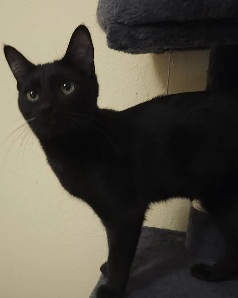 A baby small-sized female Domestic Medium Hair cat named Serenity for adoption in Gilbert, AZ