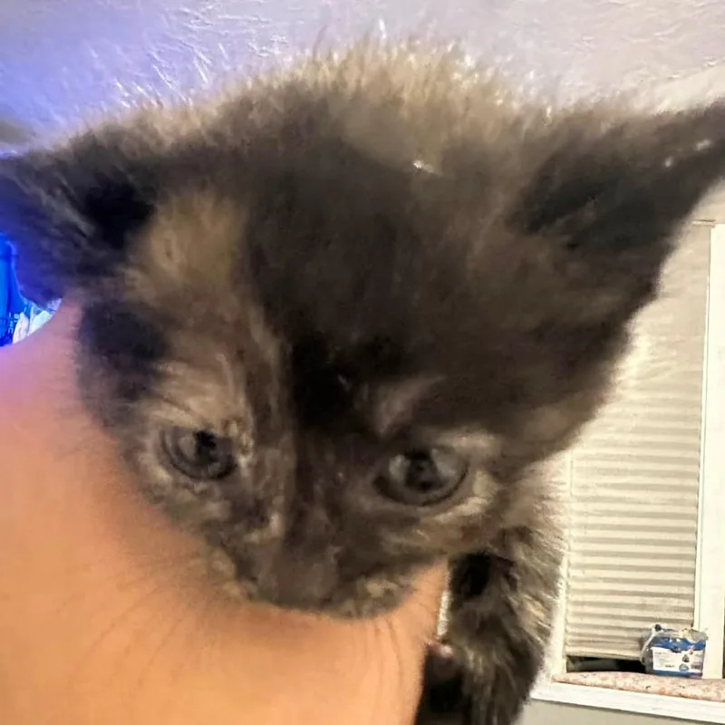 A baby small-sized female Black Domestic Short Hair cat named Rosie for adoption in Jasper, IN
