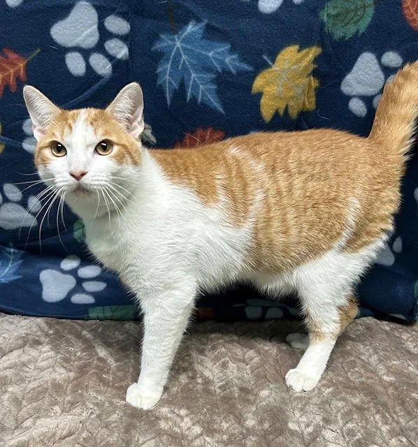 A young medium-sized male Orange & White Domestic Short Hair cat named Tater for adoption in Wetumpka, AL