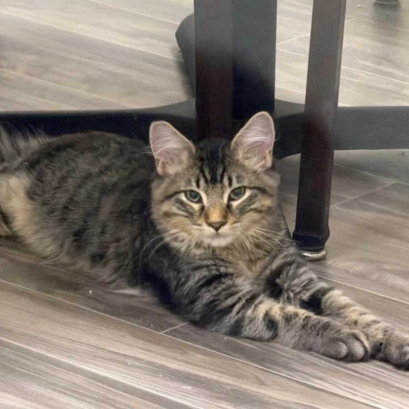 A baby medium-sized male Gray / Blue / Silver Domestic Long Hair cat named Griffen for adoption in Las Vegas, NV
