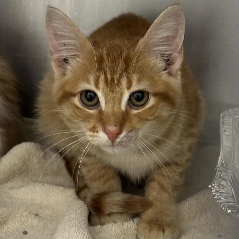 A baby small-sized male Orange / Red Domestic Medium Hair cat named Miles for adoption in Matteson, IL