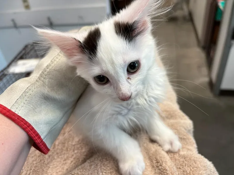 A baby small-sized female Domestic Short Hair cat named Pomodoro for adoption in Chatsworth, CA