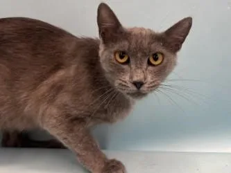 An adult small-sized female Domestic Short Hair cat named Ruby for adoption in Golden Valley, MN