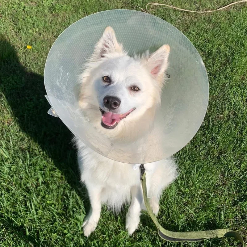 An adult small-sized male White / Cream American Eskimo Dog dog named Sosa for adoption in Brookfield, WI