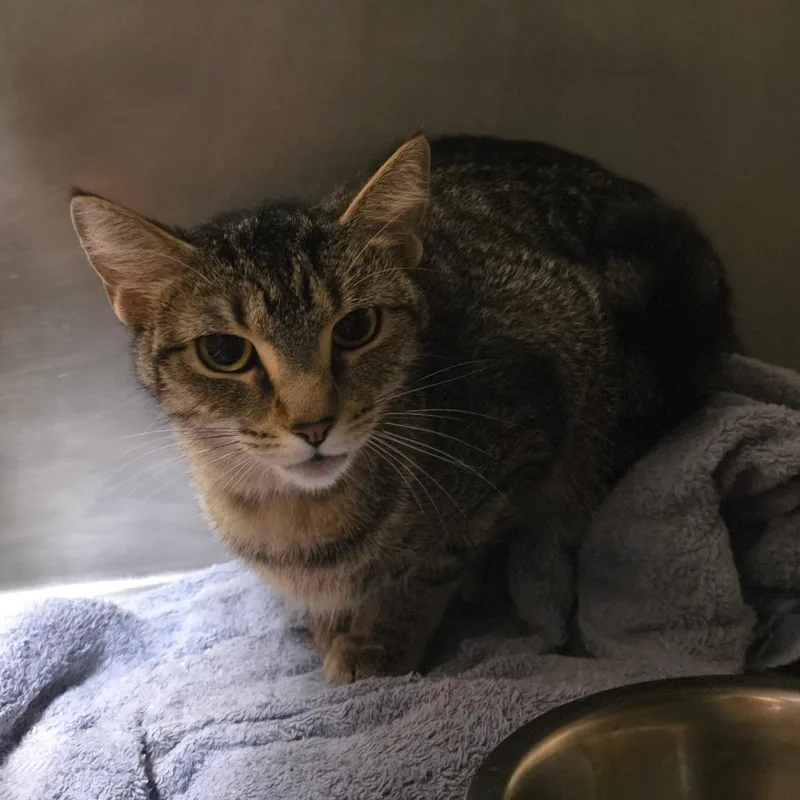 An adult medium-sized female Brown / Chocolate Domestic Short Hair cat named Aziza for adoption in Bristol, IN