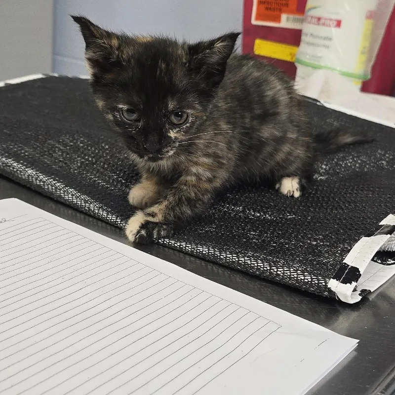 A baby small-sized female Tortoiseshell Domestic Short Hair cat named Sparklers for adoption in Yanceyville, NC