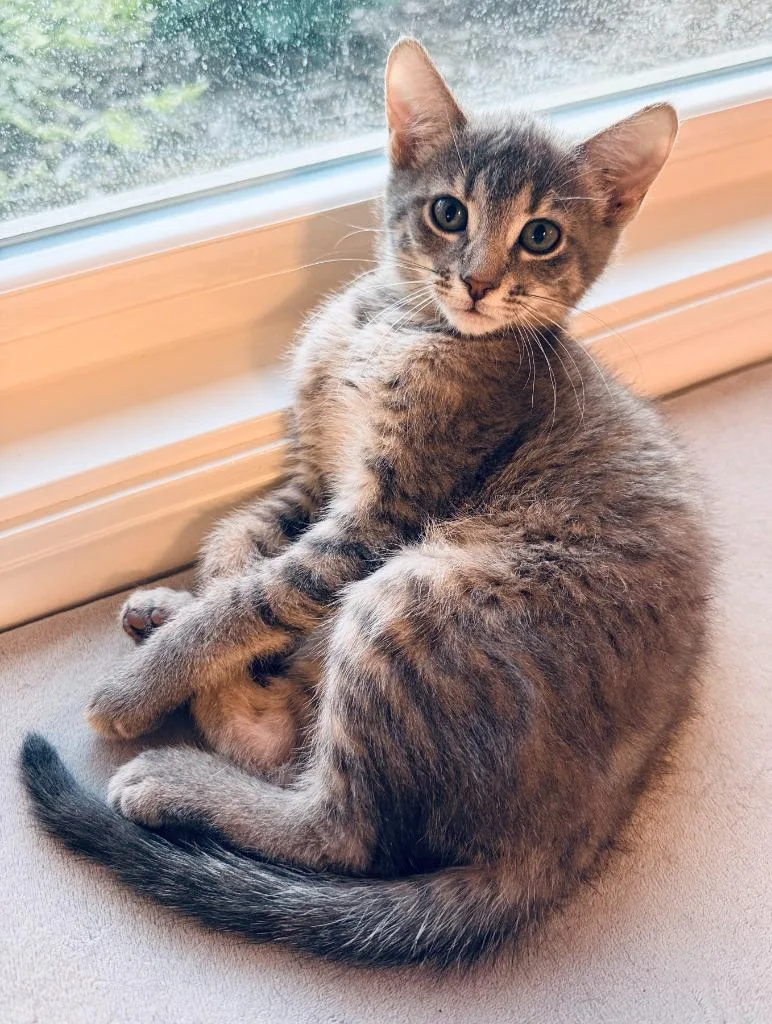 A baby small-sized female Domestic Short Hair cat named Daizey Pippen for adoption in Minneapolis, MN