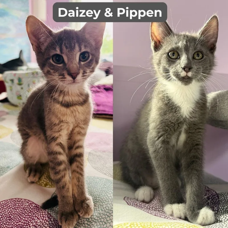 Daizey  Pippen thumbnail 3
