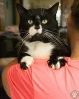 An adult large-sized male Black & White / Tuxedo Domestic Short Hair cat named Loki for adoption in Potsdam, NY