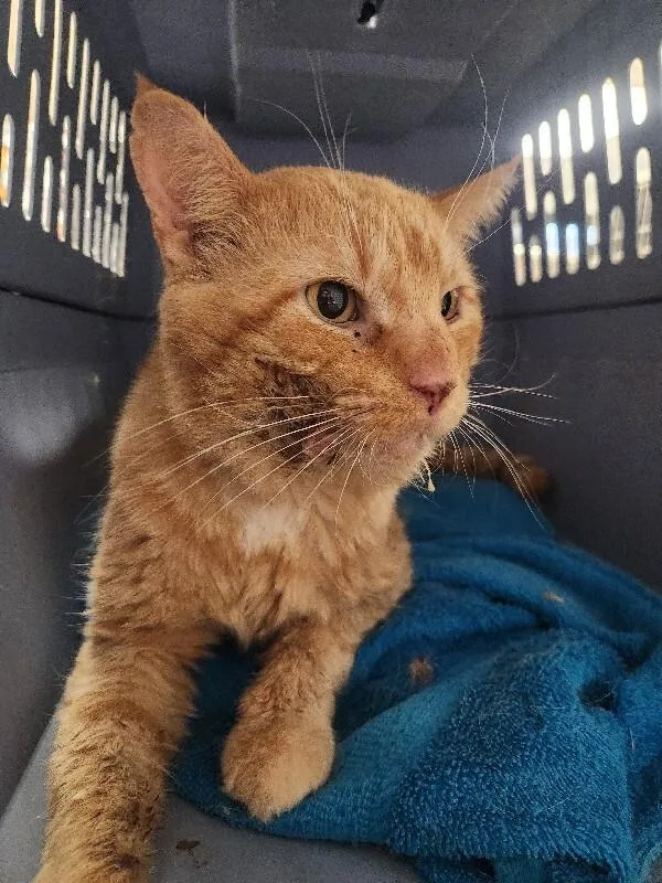 An adult large-sized male Domestic Short Hair cat named Sunshine for adoption in Cincinnati, OH