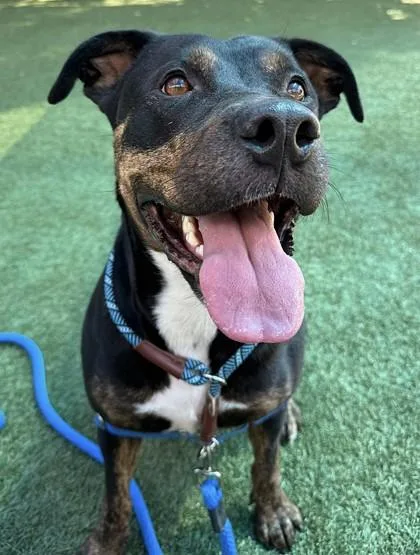 Hash Brown thumbnail 2