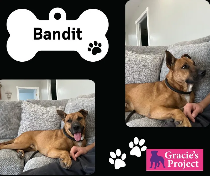 An adult large-sized male Shepherd dog named Bandit for adoption in Canyon, TX