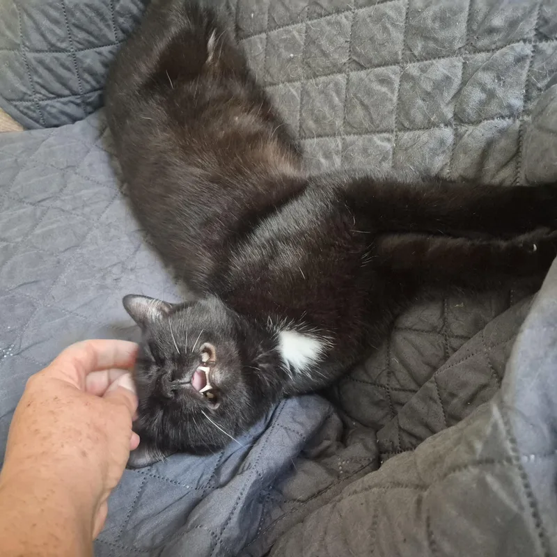 An adult medium-sized female Black Domestic Short Hair cat named Lulu for adoption in Bourne, MA