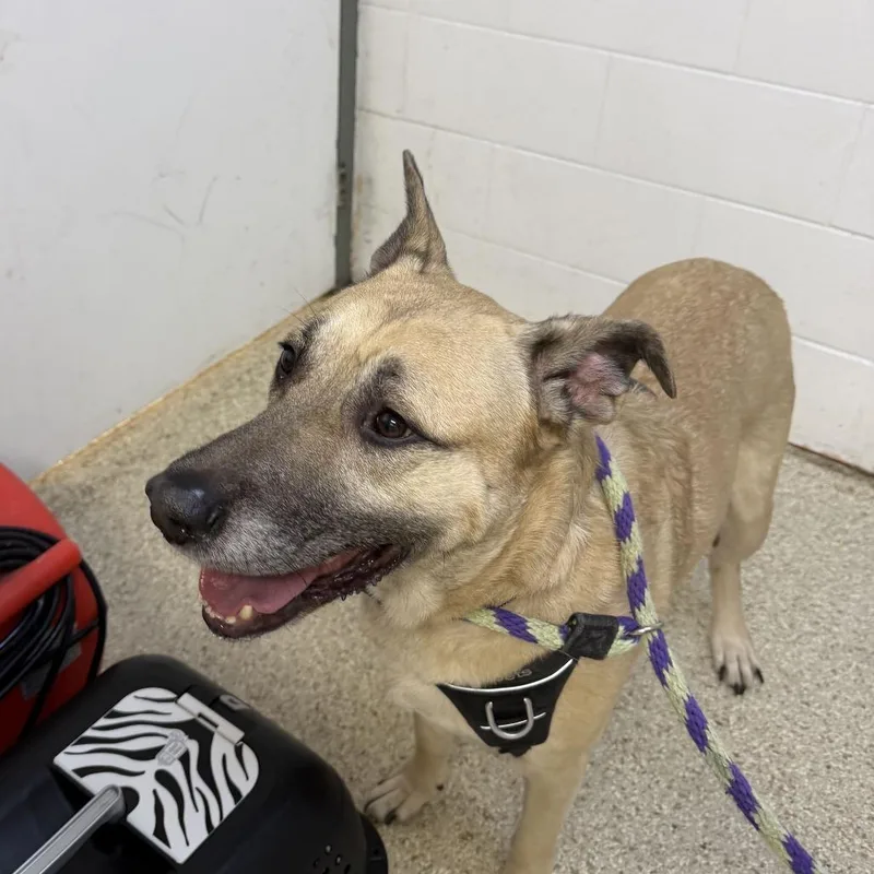 An adult medium-sized male German Shepherd Dog dog named MONTStray for adoption in Perkiomenville, PA